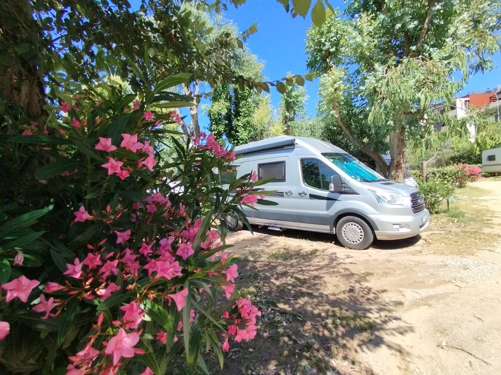 Grey motorhome parked on a campsite pitch next to blooming oleanders